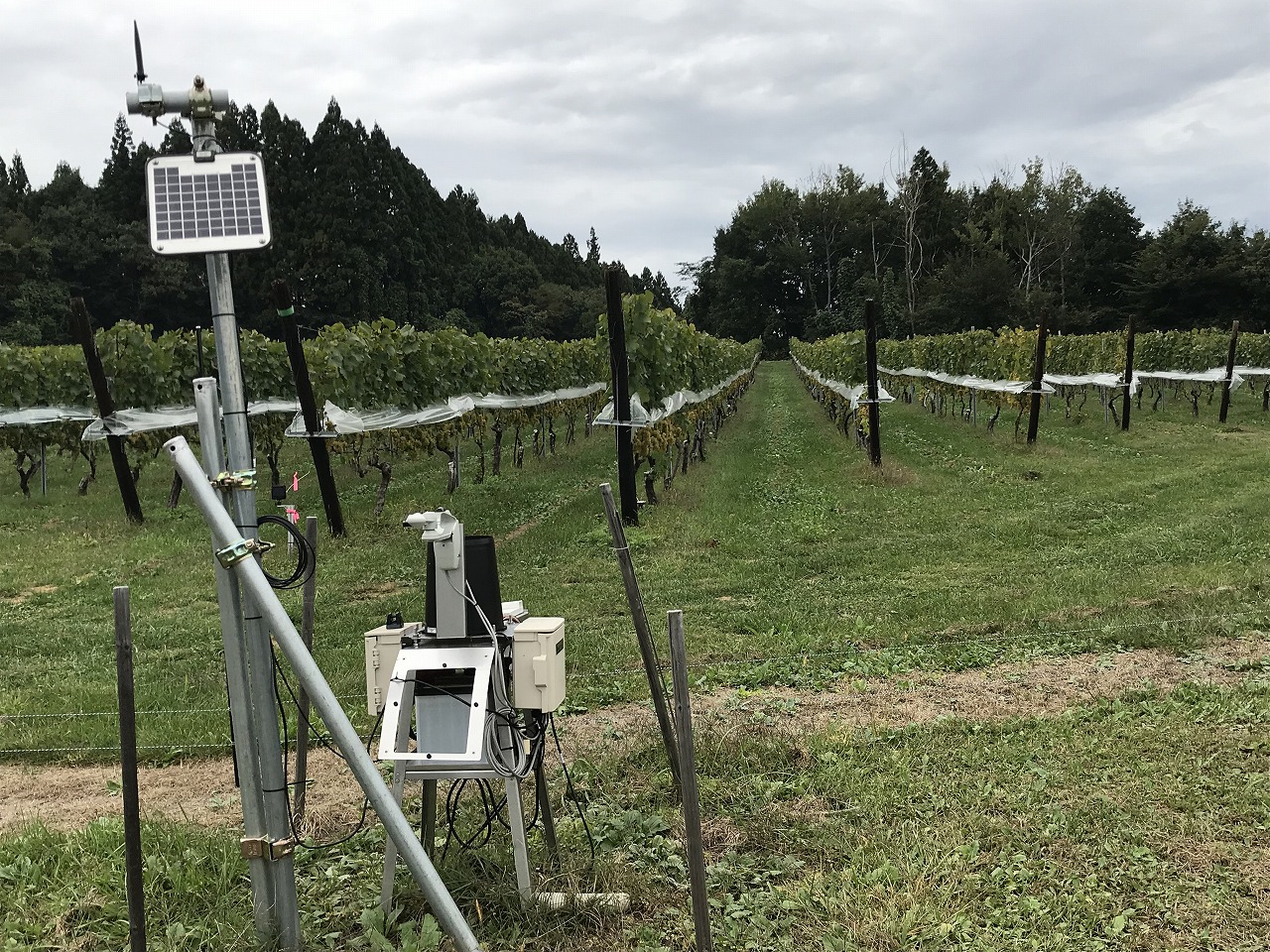 衛星データを活用したワイン用ブドウ精密栽培システムの高度化